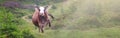 Happy cow running and jumping out of summer stable into meadow. Space for text. Panoramic view Royalty Free Stock Photo