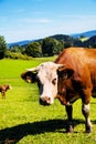 Happy cows on alpine meadow Royalty Free Stock Photo