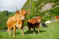 Happy cows at the grassland, Flores island, Azores archipelago