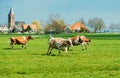 Happy cows jumping Royalty Free Stock Photo