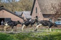 Happy cows leaving the barn Royalty Free Stock Photo