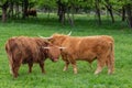 Cows on a meadow in rural german landscape