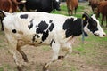 Happy cows in Springtime Royalty Free Stock Photo