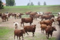 Happy cows in Springtime Royalty Free Stock Photo