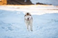 Happy and crazy Siberian husky dog is running on the snow on the frozen Okhotsk Sea in winter Royalty Free Stock Photo