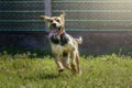 Happy crazy mongrel dog running in the meadow Royalty Free Stock Photo