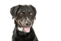 Happy Crossbreed Dog Headshot Royalty Free Stock Photo