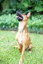 Happy curious dog Mixed breed playing, on green nature background