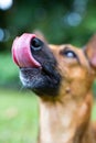 Happy curious licking, showing his tongue dog Mixed breed, on green background nature