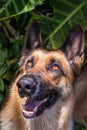 Happy curious looks up, dog German Shepherd, on nature green background. copy space