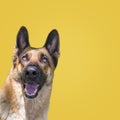 Happy curious looks up, dog German Shepherd, isolated on yellow background. copy space