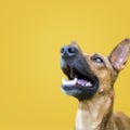 Happy curious smiling dog Mixed breed, isolated on yellow background. Copy space