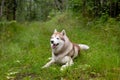 Happy and cute beige and white dog breed siberian husky lying in the green grass in fall Royalty Free Stock Photo