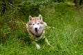 Happy and cute beige and white dog breed siberian husky lying in the green grass in fall Royalty Free Stock Photo