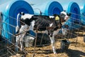 Happy cute black and white Calf looking at camera