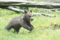 Happy cute brown bear cub running Royalty Free Stock Photo