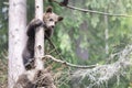 Happy cute brown bear cub in a tree with tongue out Royalty Free Stock Photo