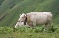 Happy cute brown cows enjoying in irati mountains