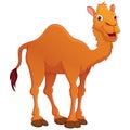Happy Cute Camel Vector Illustration