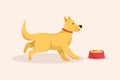 Happy cute dog runs to his bowl of food. Hungry puppy feeding Royalty Free Stock Photo