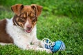 Happy cute dog with a toy Royalty Free Stock Photo