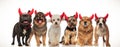 6 happy cute dogs wearing devil horns Royalty Free Stock Photo