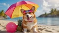 Happy cute domestic corgi dog on the sand on a tropical beach near the sea ocean, on vacation, tourism concept. Royalty Free Stock Photo