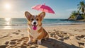 Happy cute domestic corgi dog on the sand on a tropical beach near the sea ocean, on vacation, tourism concept. Royalty Free Stock Photo