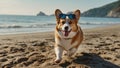 Happy cute domestic corgi dog on the sand on a tropical beach near the sea ocean, on vacation, tourism concept. Royalty Free Stock Photo