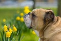 Happy cute english bulldog dog in the spring field Royalty Free Stock Photo