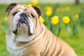 Happy cute english bulldog dog in the spring field