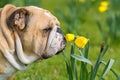 Happy cute english bulldog dog in the spring field Royalty Free Stock Photo