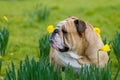 Happy cute english bulldog dog in the spring field Royalty Free Stock Photo