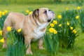 Happy cute english bulldog dog in the spring field Royalty Free Stock Photo