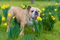 Happy cute english bulldog dog in the spring field