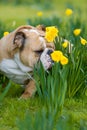 Happy cute english bulldog dog in the spring field