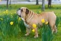 Happy cute english bulldog dog in the spring field Royalty Free Stock Photo
