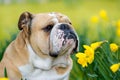 Happy cute english bulldog dog in the spring field Royalty Free Stock Photo