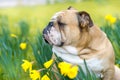 Happy cute english bulldog dog in the spring field Royalty Free Stock Photo