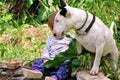 Happy cute female baby and dog is sitting in garden. Child is playing with English Bull Terrier white dog outside in park. Royalty Free Stock Photo