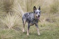Grey dog with harness standing in front of tall grass Royalty Free Stock Photo