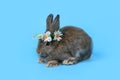 Happy cute gray bunny rabbit with long ears wearing daisy flower crown on blue background. celebrate Easter holiday and spring Royalty Free Stock Photo