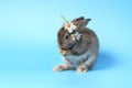 Happy cute gray bunny rabbit with long ears wearing daisy flower crown standing up on hind legs on blue background. celebrate