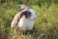 Happy cute grey and white fluffy bunny on green grass nature background, long ears rabbit in wild meadow, adorable pet animal in Royalty Free Stock Photo