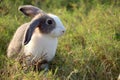 Happy cute grey and white fluffy bunny on green grass nature background, long ears rabbit in wild meadow, adorable pet animal in Royalty Free Stock Photo