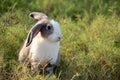 Happy cute grey and white fluffy bunny on green grass nature background, long ears rabbit in wild meadow, adorable pet animal in Royalty Free Stock Photo