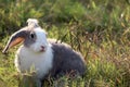 Happy cute grey with white spot fluffy bunny on green grass nature background, long ears rabbit in wild meadow, adorable pet Royalty Free Stock Photo