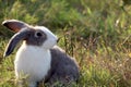 Happy cute grey with white spot fluffy bunny on green grass nature background, long ears rabbit in wild meadow, adorable pet Royalty Free Stock Photo