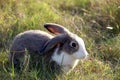 Happy cute grey with white spot fluffy bunny on green grass nature background, long ears rabbit in wild meadow, adorable pet Royalty Free Stock Photo