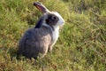 Happy cute grey with white spot fluffy bunny on green grass nature background, long ears rabbit in wild meadow, adorable pet Royalty Free Stock Photo